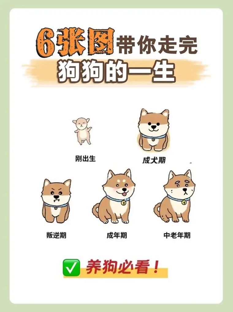 小狗狗几天会走路,小狗狗几天能走路-第5张图片-后鲨宠物 小狗狗几天会走路,小狗狗几天能走路-第5张图片-后鲨宠物