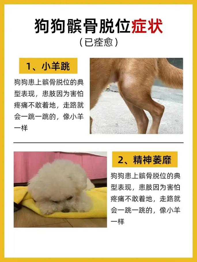 狗狗髌骨在哪里，狗狗的髌骨出现问题会怎样？