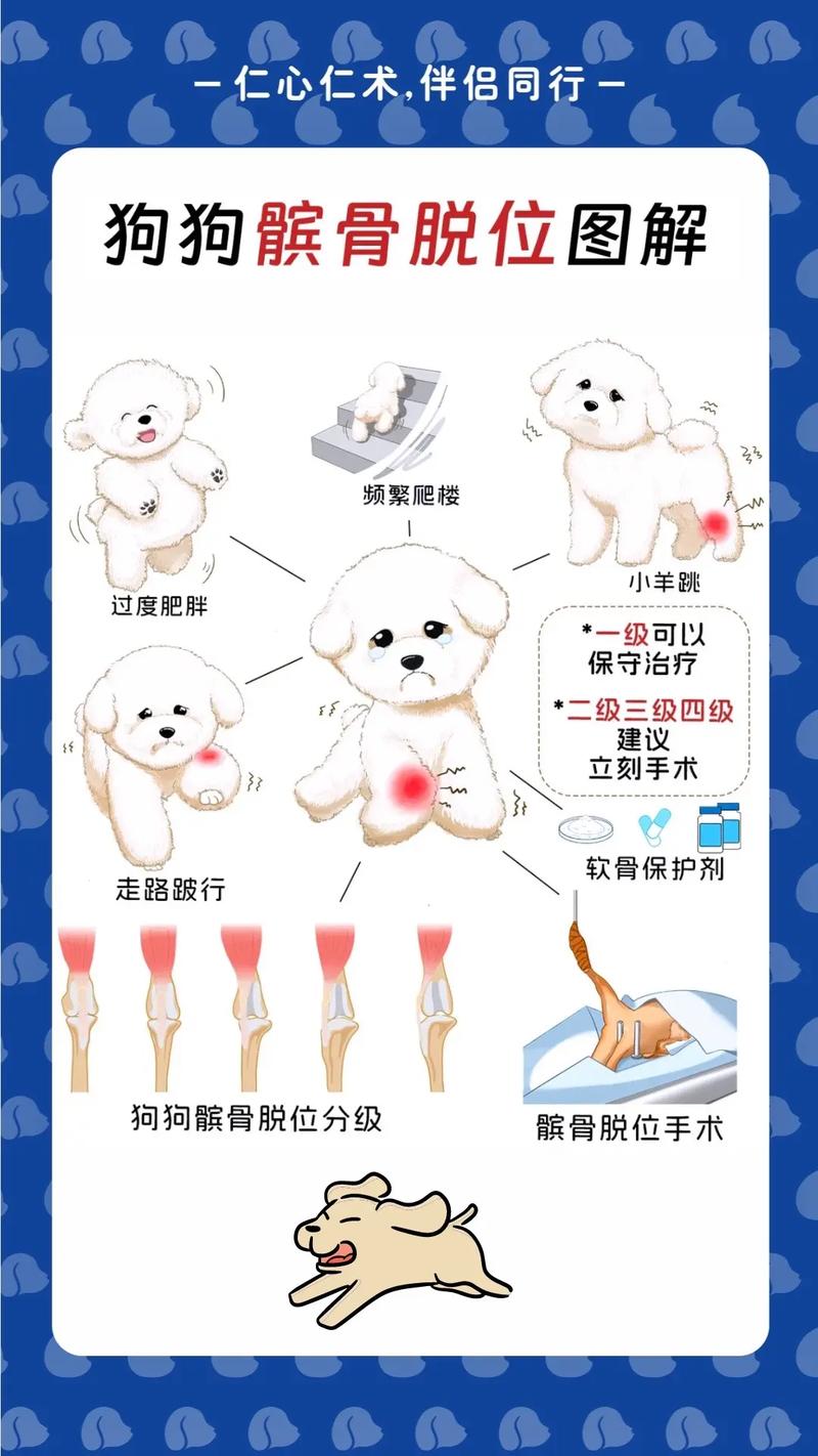 狗狗髌骨在哪里,狗狗的髌骨出现问题会怎样?-第4张图片-后鲨宠物 狗狗髌骨在哪里,狗狗的髌骨出现问题会怎样?-第4张图片-后鲨宠物