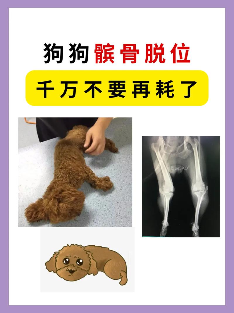 狗狗髌骨在哪里,狗狗的髌骨出现问题会怎样?-第5张图片-后鲨宠物 狗狗髌骨在哪里,狗狗的髌骨出现问题会怎样?-第5张图片-后鲨宠物