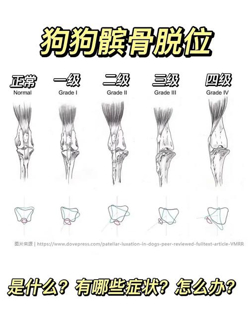 狗狗髌骨在哪里,狗狗的髌骨出现问题会怎样?-第6张图片-后鲨宠物 狗狗髌骨在哪里,狗狗的髌骨出现问题会怎样?-第6张图片-后鲨宠物
