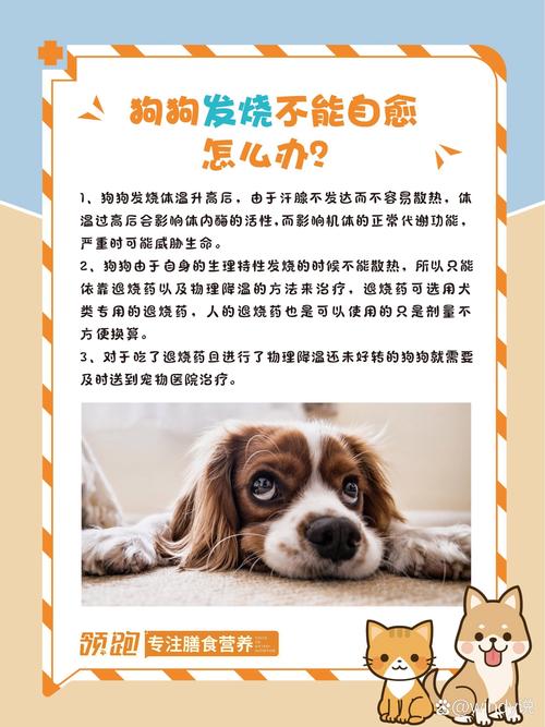 狗狗发烧怎么办,狗狗发烧怎么办比熊用什么药?-第2张图片-后鲨宠物 狗狗发烧怎么办,狗狗发烧怎么办比熊用什么药?-第2张图片-后鲨宠物