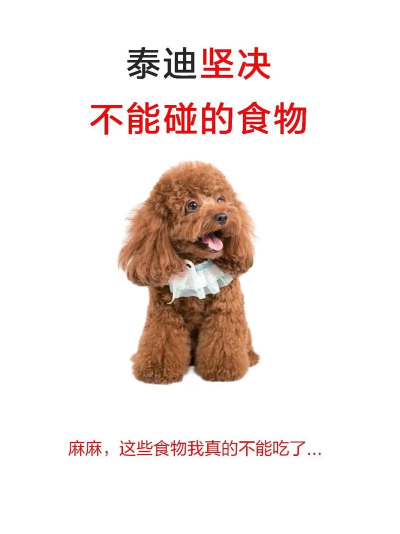 泰迪狗狗可以吃玉米吗,泰迪狗狗可不可以吃玉米?-第5张图片-后鲨宠物 泰迪狗狗可以吃玉米吗,泰迪狗狗可不可以吃玉米?-第5张图片-后鲨宠物