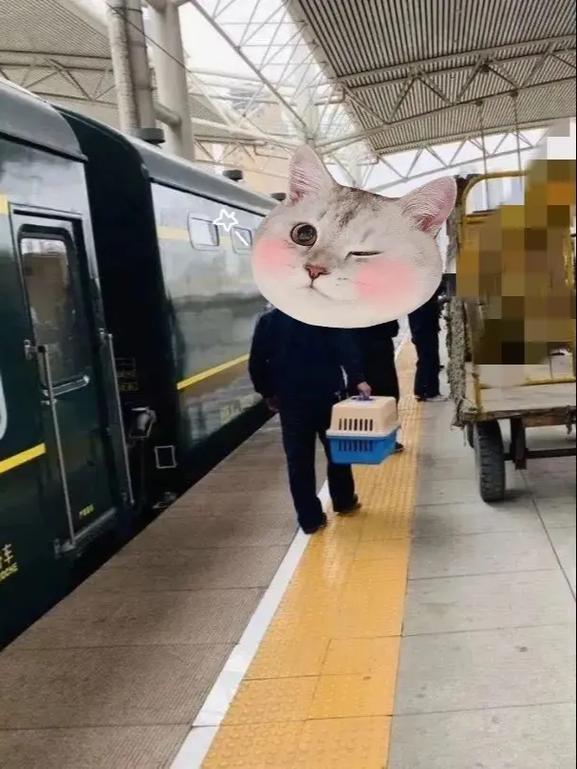 火车托运狗狗安全吗,火车托运狗狗遭罪吗?-第5张图片-后鲨宠物 火车托运狗狗安全吗,火车托运狗狗遭罪吗?-第5张图片-后鲨宠物