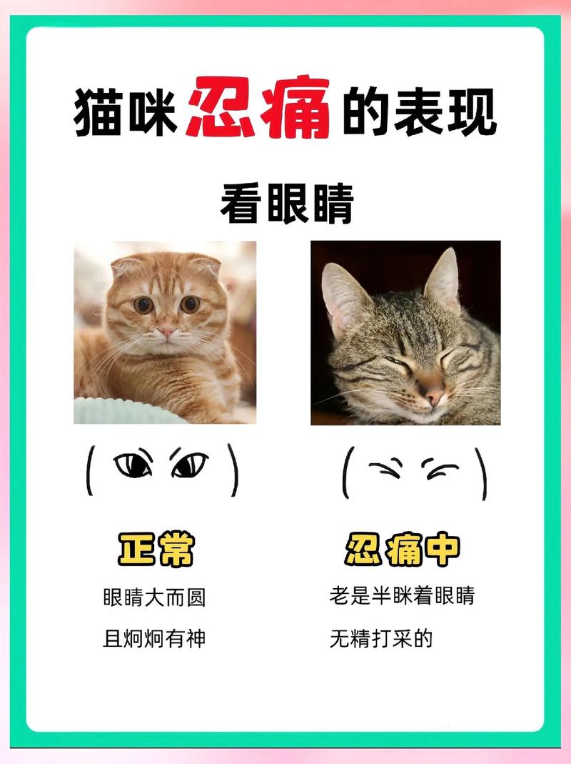 猫咪不舒服的表现，猫咪生病趴姿图解？-第5张图片-后鲨宠物