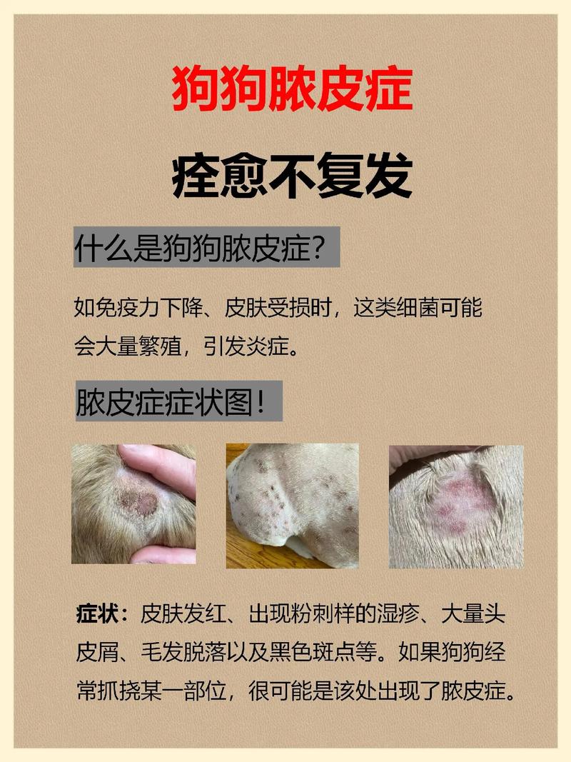 狗狗得了脓皮症根治的了吗，狗狗脓皮症治不好？-第3张图片-后鲨宠物