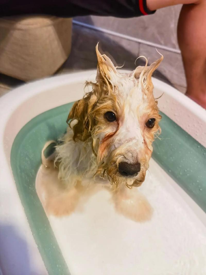  狗狗三天洗一次澡行吗，养狗的人容易得15种病