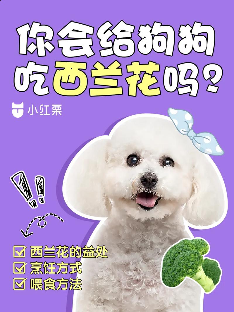  西兰花狗狗可以吃吗，狗子可以吃西兰花