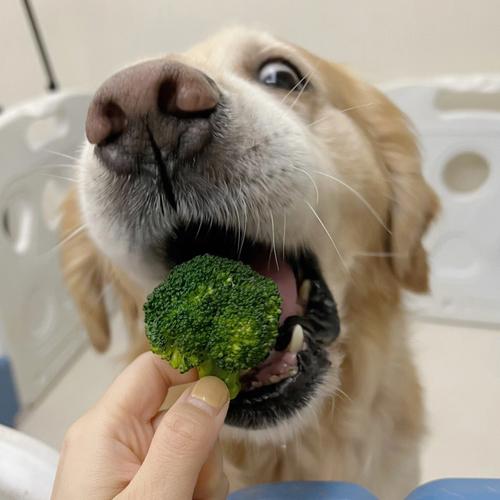 西兰花狗狗可以吃吗,狗子可以吃西兰花-第4张图片-后鲨宠物 西兰花狗狗可以吃吗,狗子可以吃西兰花-第4张图片-后鲨宠物