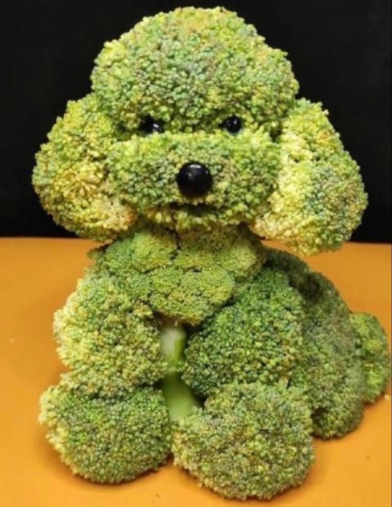 西兰花狗狗可以吃吗,狗子可以吃西兰花-第5张图片-后鲨宠物 西兰花狗狗可以吃吗,狗子可以吃西兰花-第5张图片-后鲨宠物