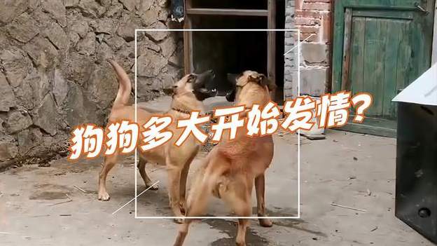 狗狗几个月发情_狗大概几个月的时候发情-第4张图片-后鲨宠物 狗狗几个月发情_狗大概几个月的时候发情-第4张图片-后鲨宠物