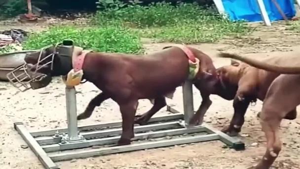 狗狗几个月发情_狗大概几个月的时候发情-第5张图片-后鲨宠物 狗狗几个月发情_狗大概几个月的时候发情-第5张图片-后鲨宠物