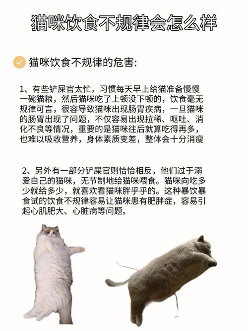 猫咪可以饿多久,猫咪每天吃几顿合适?-第1张图片-后鲨宠物 猫咪可以饿多久,猫咪每天吃几顿合适?-第1张图片-后鲨宠物