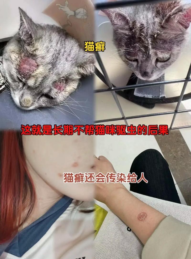 猫咪没驱虫会怎么样，猫咪没驱虫会怎么样？
