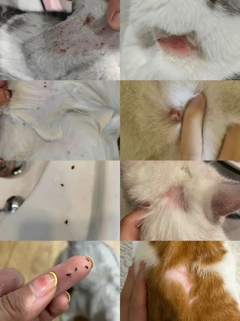 猫咪没驱虫会怎么样,猫咪没驱虫会怎么样?-第5张图片-后鲨宠物 猫咪没驱虫会怎么样,猫咪没驱虫会怎么样?-第5张图片-后鲨宠物