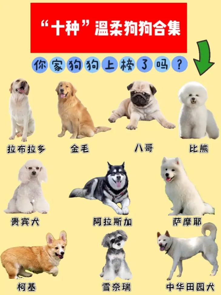  比较受欢迎的狗狗品种，比较受欢迎狗狗品种排名-第5张图片-后鲨宠物