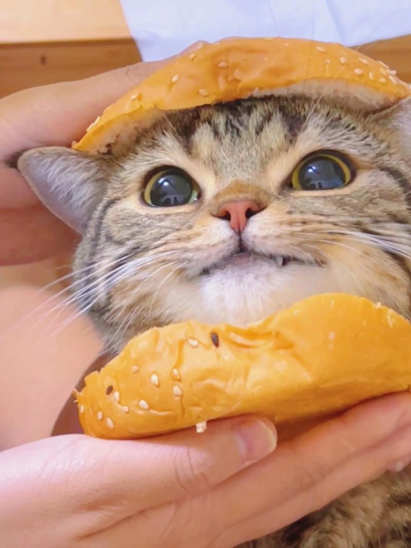 猫猫能吃面包吗，猫猫能吃面包吗为什么？