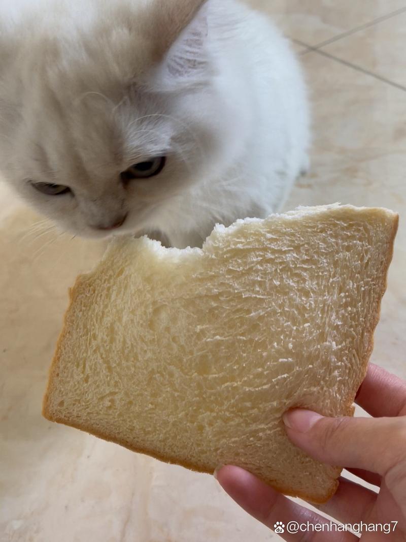猫猫能吃面包吗,猫猫能吃面包吗为什么?-第3张图片-后鲨宠物 猫猫能吃面包吗,猫猫能吃面包吗为什么?-第3张图片-后鲨宠物