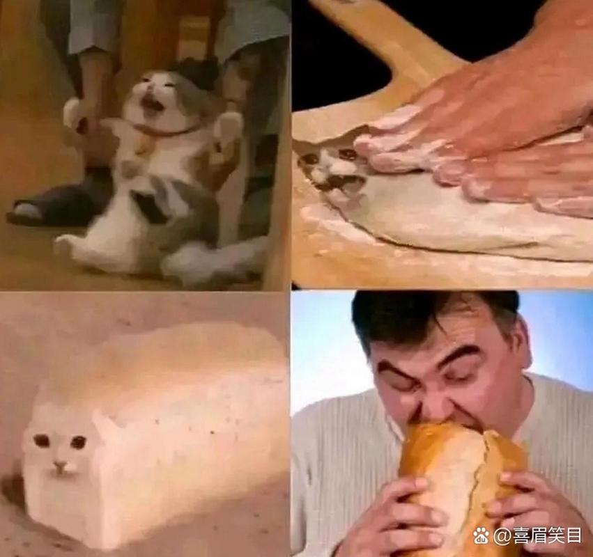 猫猫能吃面包吗,猫猫能吃面包吗为什么?-第4张图片-后鲨宠物 猫猫能吃面包吗,猫猫能吃面包吗为什么?-第4张图片-后鲨宠物