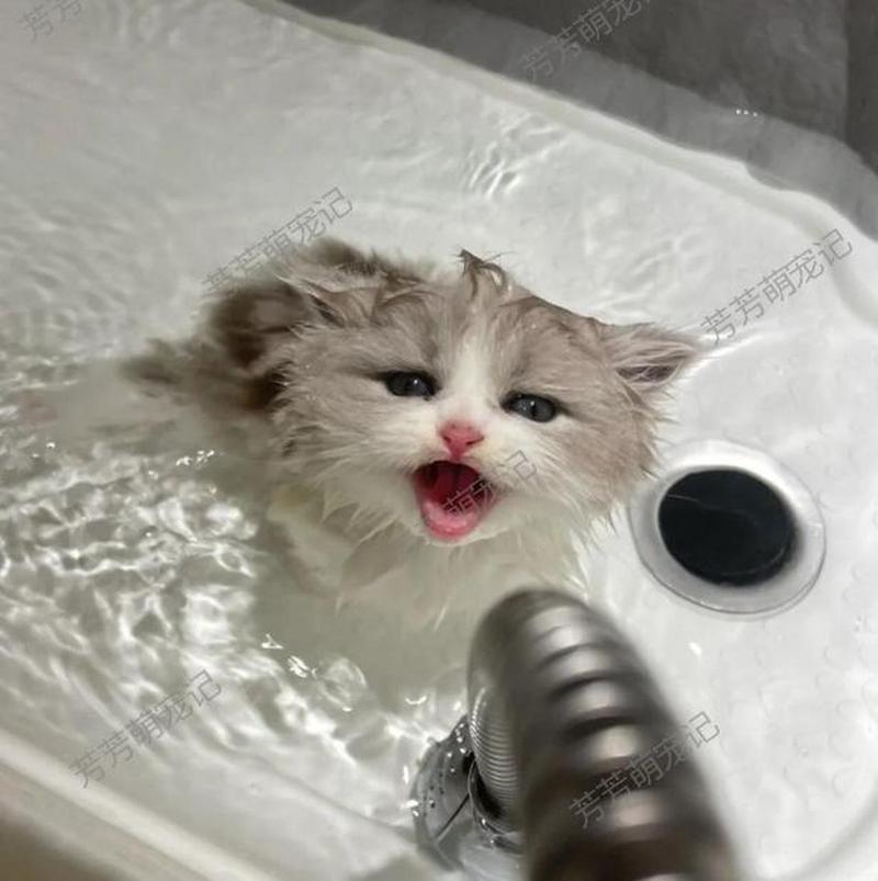 猫咪几个月可以洗澡,猫咪几个月可以洗澡吗?-第3张图片-后鲨宠物 猫咪几个月可以洗澡,猫咪几个月可以洗澡吗?-第3张图片-后鲨宠物