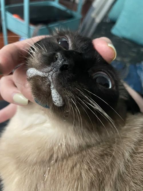 猫咪滴虫感染怎么办,猫猫滴虫感染是怎么引起的?-第1张图片-后鲨宠物 猫咪滴虫感染怎么办,猫猫滴虫感染是怎么引起的?-第1张图片-后鲨宠物