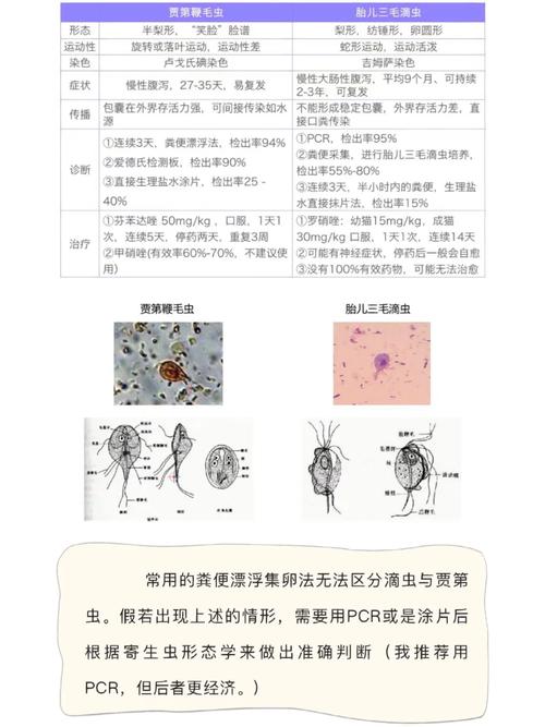 猫咪滴虫感染怎么办,猫猫滴虫感染是怎么引起的?-第4张图片-后鲨宠物 猫咪滴虫感染怎么办,猫猫滴虫感染是怎么引起的?-第4张图片-后鲨宠物