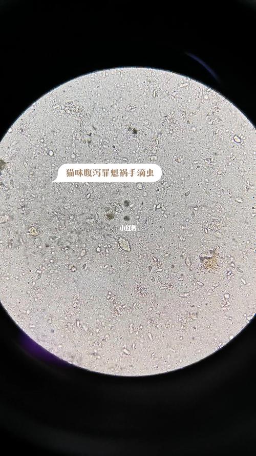 猫咪滴虫感染怎么办,猫猫滴虫感染是怎么引起的?-第6张图片-后鲨宠物 猫咪滴虫感染怎么办,猫猫滴虫感染是怎么引起的?-第6张图片-后鲨宠物