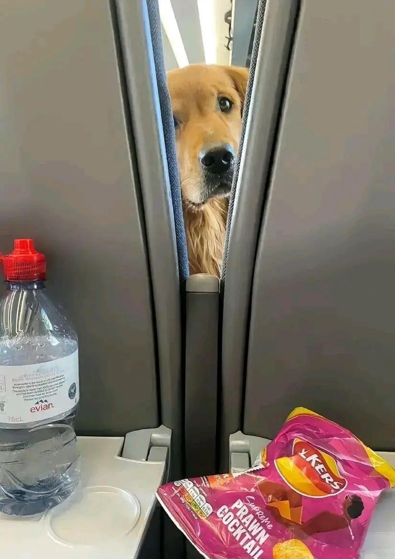 坐火车可以带狗狗吗_火车上可以带宠物狗吗现在