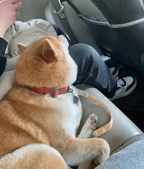 坐火车可以带狗狗吗_火车上可以带宠物狗吗现在-第3张图片-后鲨宠物 坐火车可以带狗狗吗_火车上可以带宠物狗吗现在-第3张图片-后鲨宠物