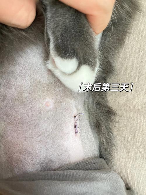 猫咪绝育后多久能进食,猫咪绝育手术后多长时间可以给它喂食?-第4张图片-后鲨宠物 猫咪绝育后多久能进食,猫咪绝育手术后多长时间可以给它喂食?-第4张图片-后鲨宠物