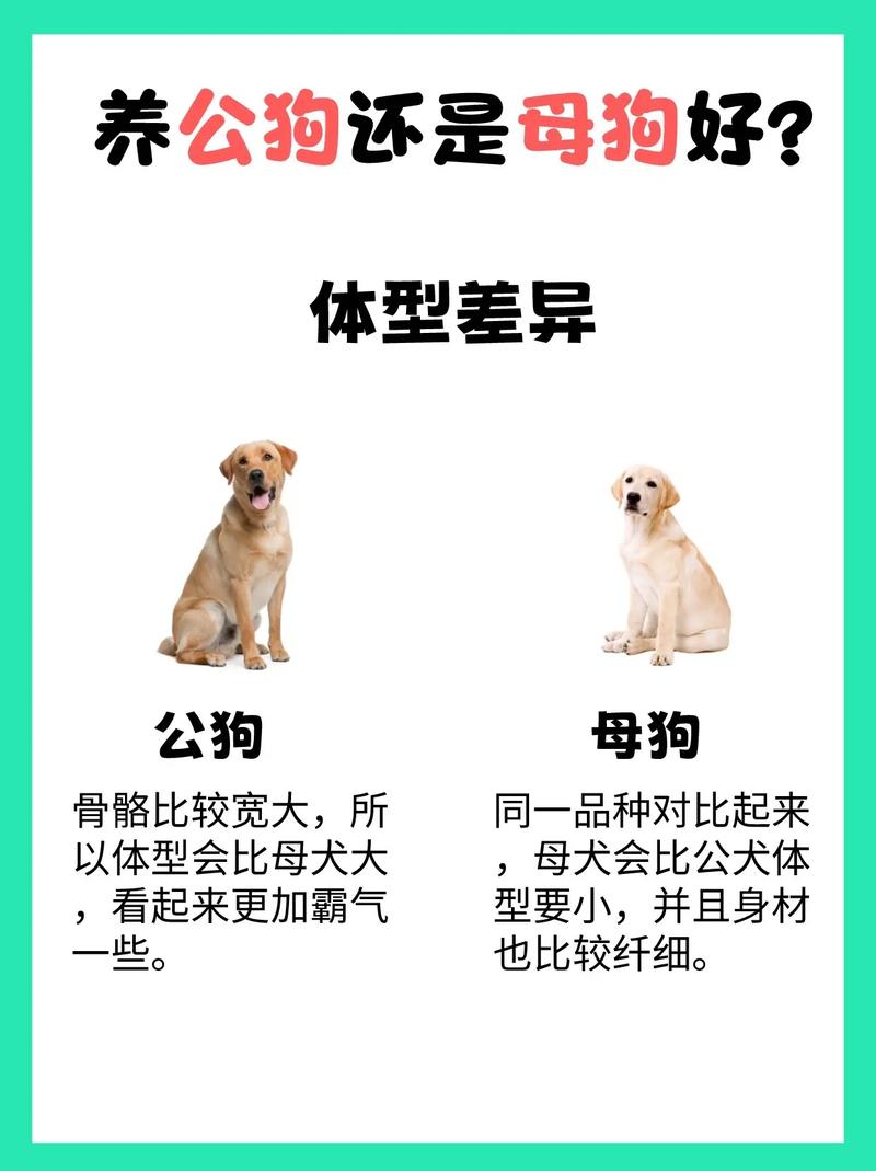 怎么检查狗狗是否怀孕,怎么检查狗狗是否怀孕视频?-第5张图片-后鲨宠物 怎么检查狗狗是否怀孕,怎么检查狗狗是否怀孕视频?-第5张图片-后鲨宠物