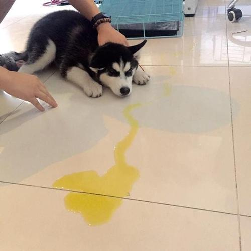 狗狗不撒尿怎么办,狗不撒尿怎么回事-第2张图片-后鲨宠物 狗狗不撒尿怎么办,狗不撒尿怎么回事-第2张图片-后鲨宠物