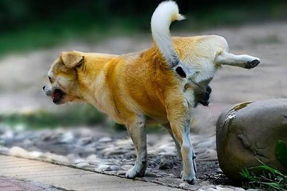 狗狗不撒尿怎么办,狗不撒尿怎么回事-第3张图片-后鲨宠物 狗狗不撒尿怎么办,狗不撒尿怎么回事-第3张图片-后鲨宠物