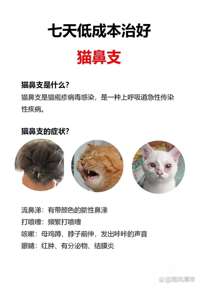 猫咪鼻子出血怎么办，猫猫鼻子出血怎么回事？-第2张图片-后鲨宠物