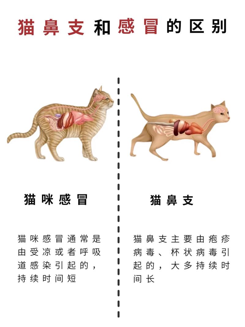 猫咪鼻子出血怎么办，猫猫鼻子出血怎么回事？-第4张图片-后鲨宠物