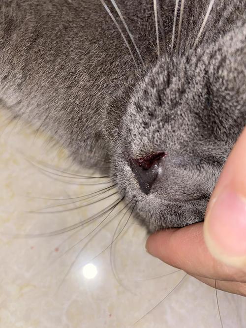 猫咪鼻子出血怎么办，猫猫鼻子出血怎么回事？-第5张图片-后鲨宠物