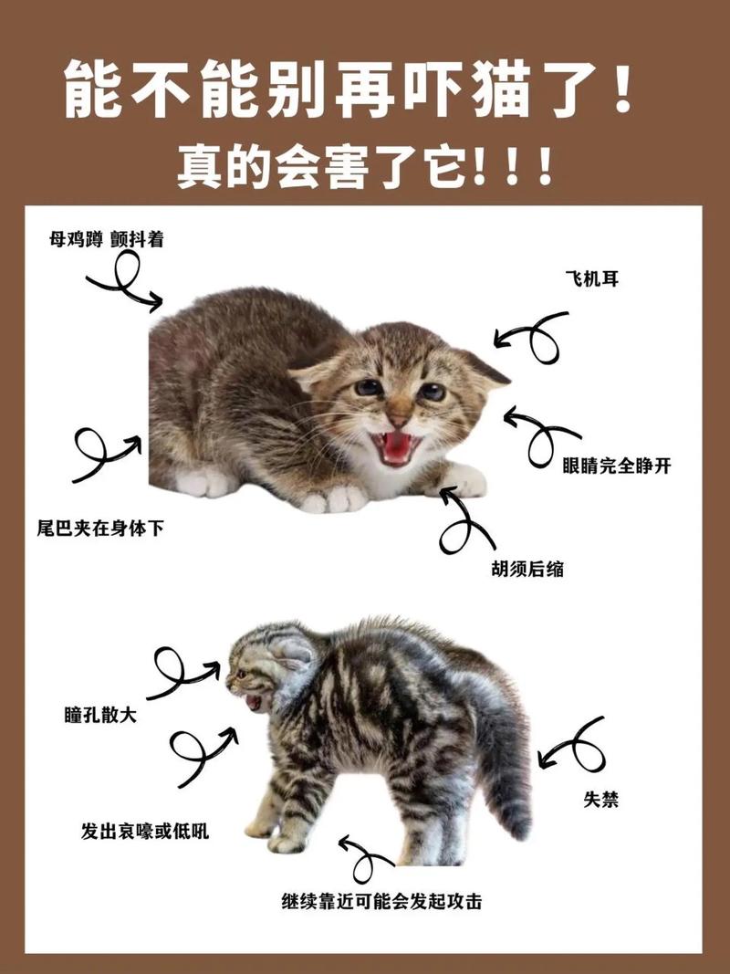 猫咪被吓到了怎么办，猫咪被吓到了什么症状？