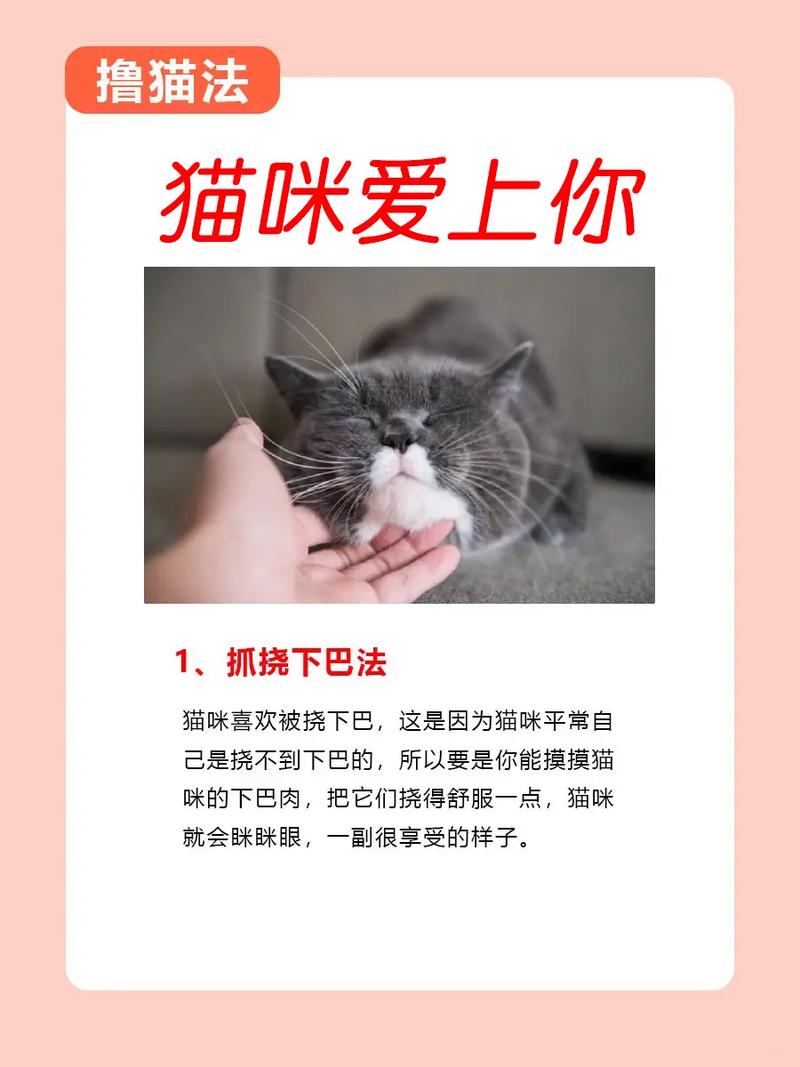 猫咪被吓到了怎么办,猫咪被吓到了什么症状?-第4张图片-后鲨宠物 猫咪被吓到了怎么办,猫咪被吓到了什么症状?-第4张图片-后鲨宠物