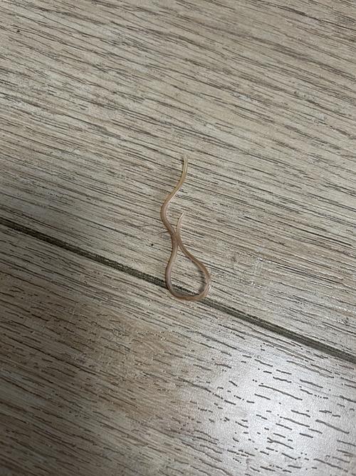  猫咪吐虫子怎么办，猫吐虫子是怎么回事