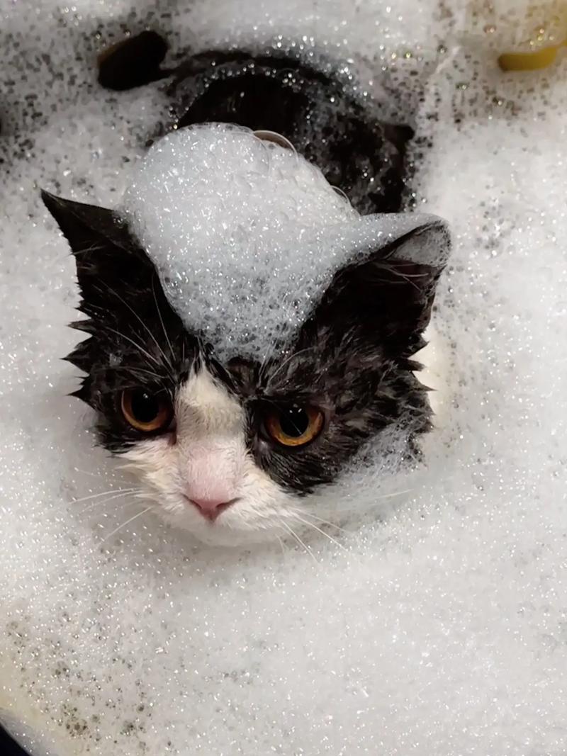 小猫咪可以洗澡吗,猫可以天天洗澡吗?-第3张图片-后鲨宠物 小猫咪可以洗澡吗,猫可以天天洗澡吗?-第3张图片-后鲨宠物