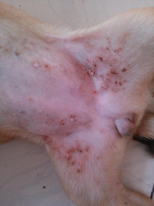 狗狗吃什么过敏,狗狗吃什么过敏脸肿?-第2张图片-后鲨宠物 狗狗吃什么过敏,狗狗吃什么过敏脸肿?-第2张图片-后鲨宠物