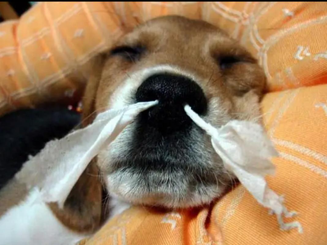 狗狗流鼻血怎么回事,狗狗流鼻血是怎么了?-第3张图片-后鲨宠物 狗狗流鼻血怎么回事,狗狗流鼻血是怎么了?-第3张图片-后鲨宠物