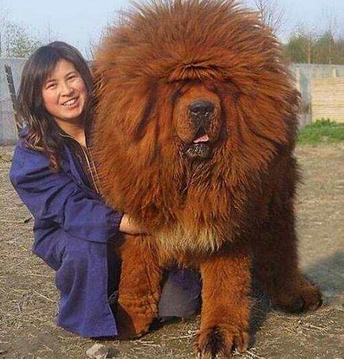 巨型狗狗品种大全，巨型狗狗品种大全及图片？-第5张图片-后鲨宠物