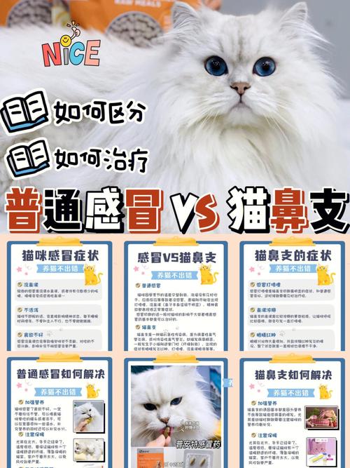 猫咪可以吃板蓝根吗_猫可不可以吃板蓝根-第3张图片-后鲨宠物