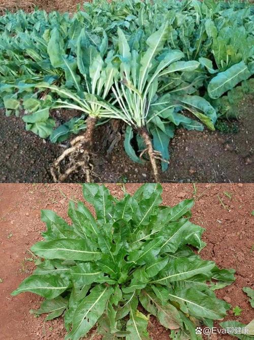 猫咪可以吃板蓝根吗_猫可不可以吃板蓝根-第4张图片-后鲨宠物