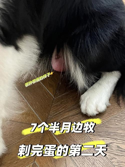 狗狗绝育最佳时间_狗狗绝育最佳年龄是几岁?-第2张图片-后鲨宠物 狗狗绝育最佳时间_狗狗绝育最佳年龄是几岁?-第2张图片-后鲨宠物