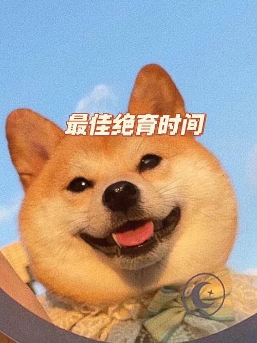 狗狗绝育最佳时间_狗狗绝育最佳年龄是几岁?-第5张图片-后鲨宠物 狗狗绝育最佳时间_狗狗绝育最佳年龄是几岁?-第5张图片-后鲨宠物