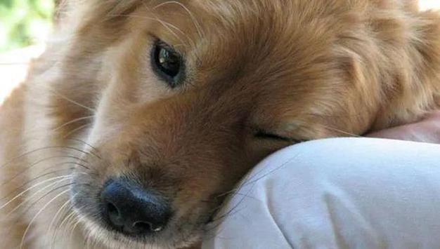 狗狗会不会得抑郁症_狗狗会得抑郁吗-第5张图片-后鲨宠物 狗狗会不会得抑郁症_狗狗会得抑郁吗-第5张图片-后鲨宠物