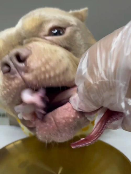 狗狗能吃鱿鱼吗,狗狗能吃鱿鱼吗蒸熟的?-第2张图片-后鲨宠物 狗狗能吃鱿鱼吗,狗狗能吃鱿鱼吗蒸熟的?-第2张图片-后鲨宠物