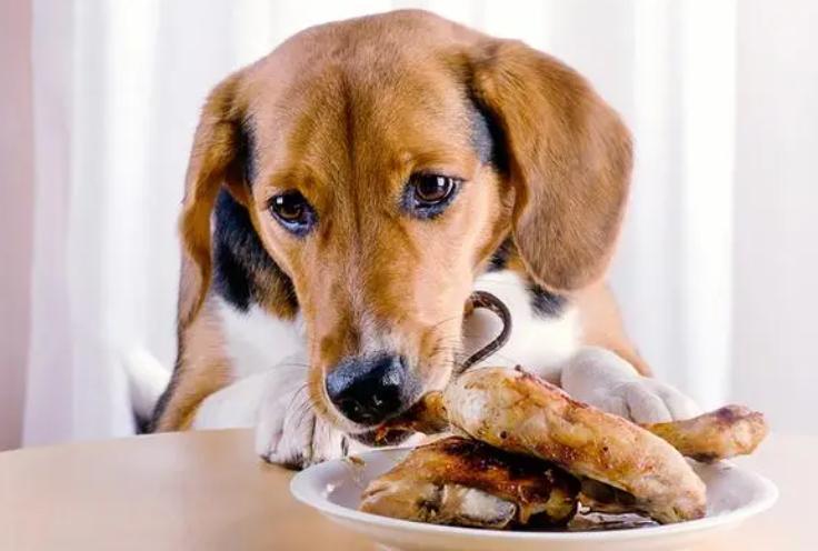 狗狗能吃鱿鱼吗,狗狗能吃鱿鱼吗蒸熟的?-第3张图片-后鲨宠物 狗狗能吃鱿鱼吗,狗狗能吃鱿鱼吗蒸熟的?-第3张图片-后鲨宠物